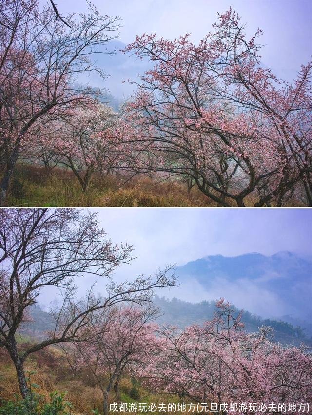 成都游玩必去的地方(元旦成都游玩必去的地方)