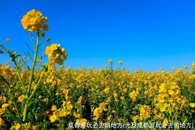 成都游玩必去的地方(元旦成都游玩必去的地方)