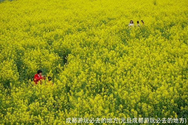 成都游玩必去的地方(元旦成都游玩必去的地方)