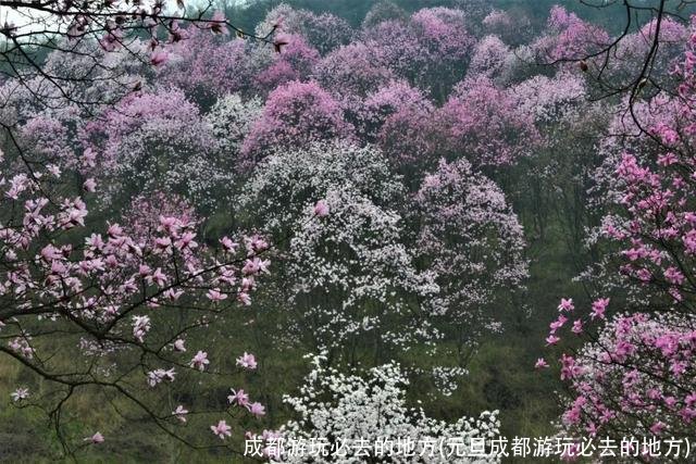 成都游玩必去的地方(元旦成都游玩必去的地方)