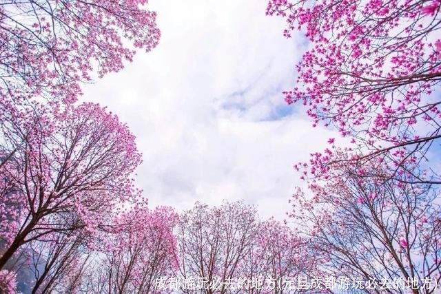成都游玩必去的地方(元旦成都游玩必去的地方)