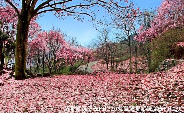 成都游玩必去的地方(元旦成都游玩必去的地方)
