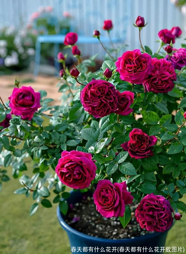 春天都有什么花开(春天都有什么花开放图片)