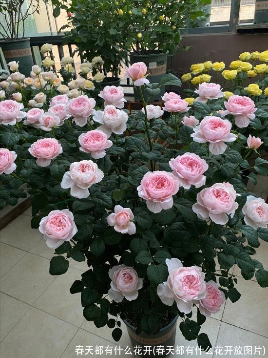 春天都有什么花开(春天都有什么花开放图片)