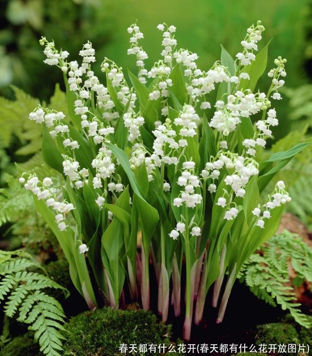 春天都有什么花开(春天都有什么花开放图片)