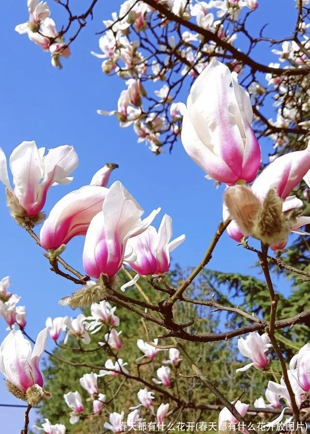 春天都有什么花开(春天都有什么花开放图片)