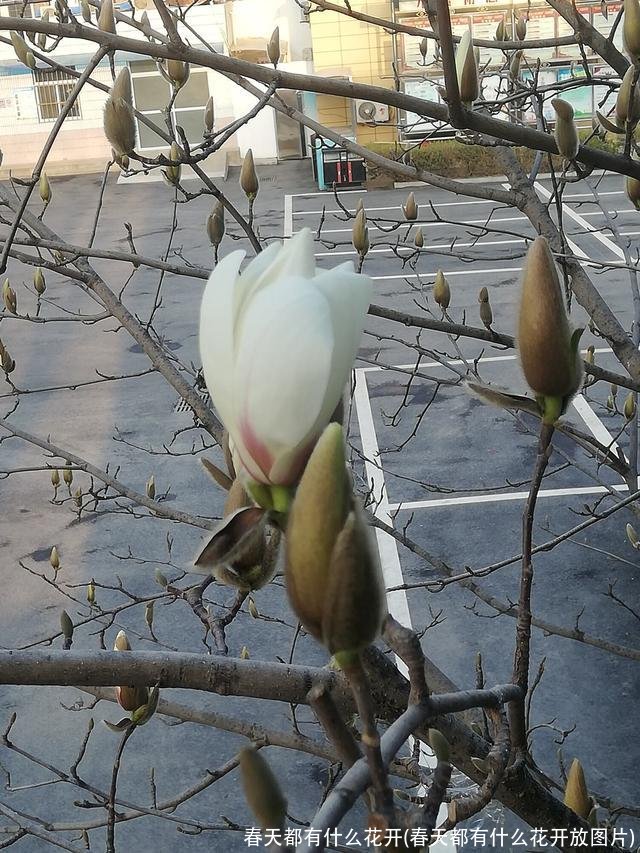 春天都有什么花开(春天都有什么花开放图片)