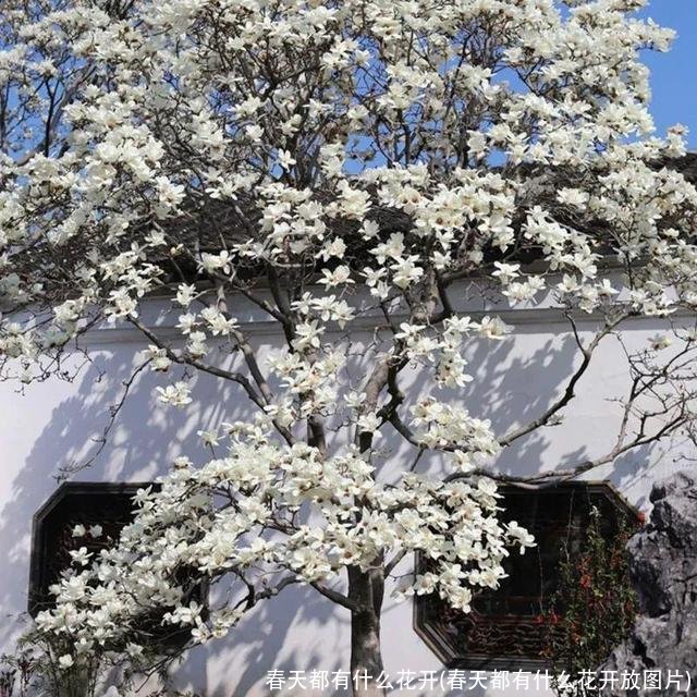 春天都有什么花开(春天都有什么花开放图片)