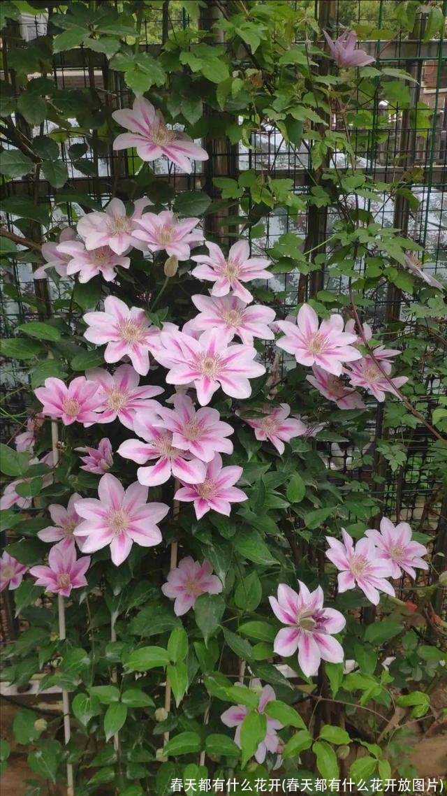 春天都有什么花开(春天都有什么花开放图片)