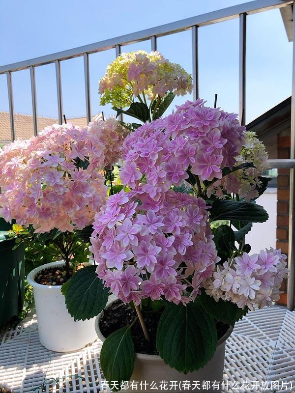 春天都有什么花开(春天都有什么花开放图片)