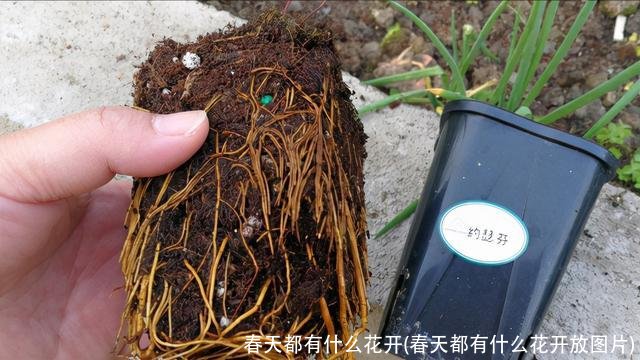 春天都有什么花开(春天都有什么花开放图片)