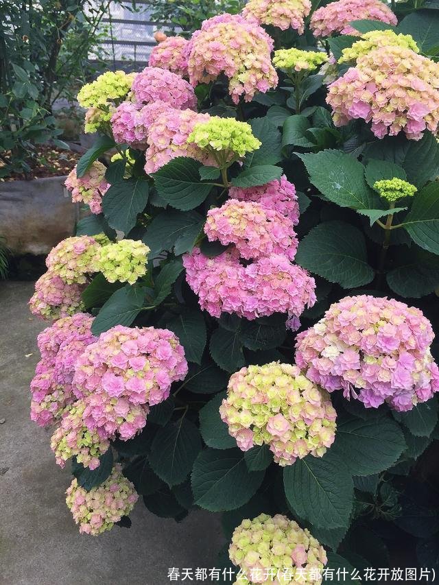 春天都有什么花开(春天都有什么花开放图片)