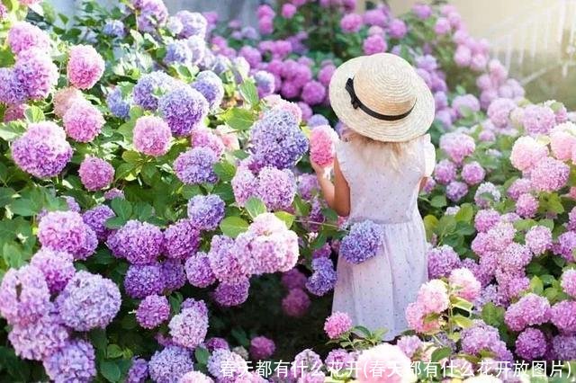 春天都有什么花开(春天都有什么花开放图片)