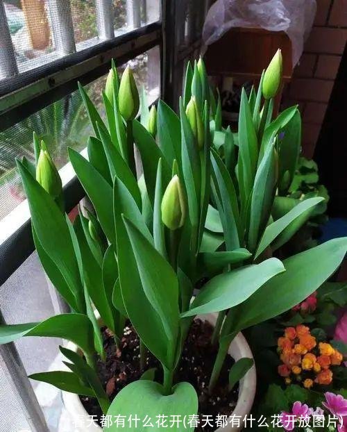 春天都有什么花开(春天都有什么花开放图片)
