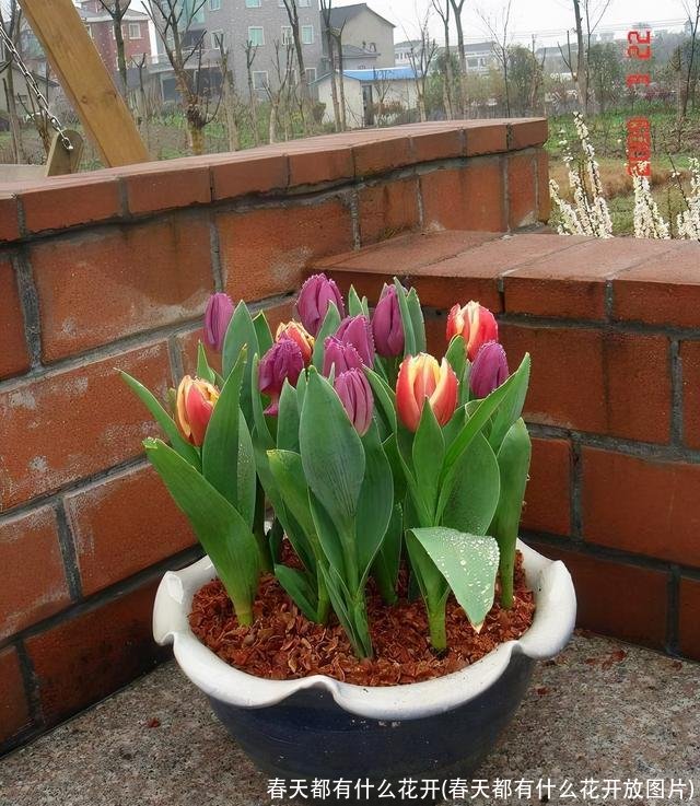 春天都有什么花开(春天都有什么花开放图片)