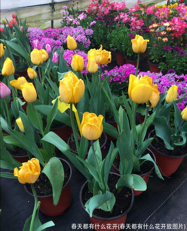 春天都有什么花开(春天都有什么花开放图片)