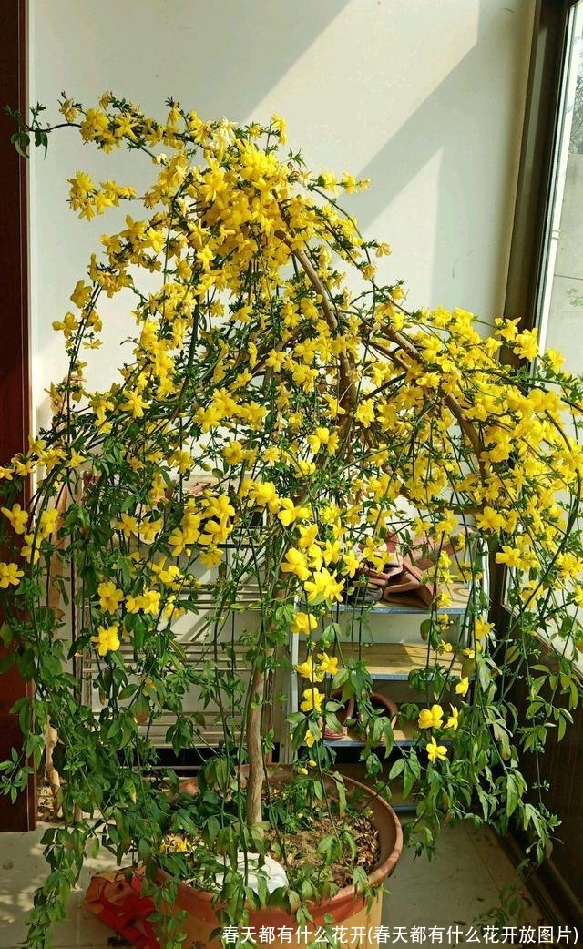 春天都有什么花开(春天都有什么花开放图片)