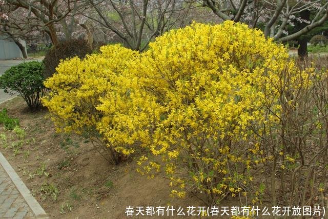 春天都有什么花开(春天都有什么花开放图片)