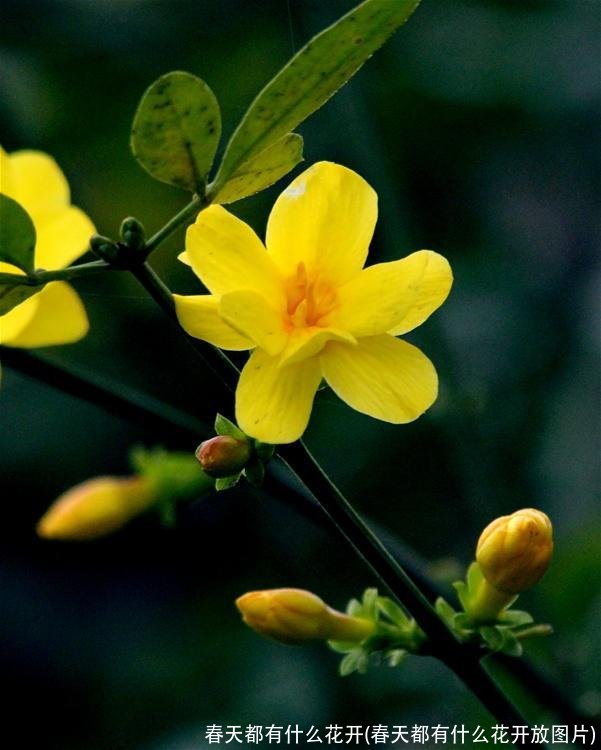 春天都有什么花开(春天都有什么花开放图片)