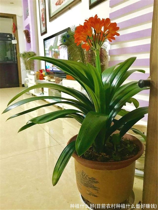 种植什么好(目前农村种植什么最好赚钱)