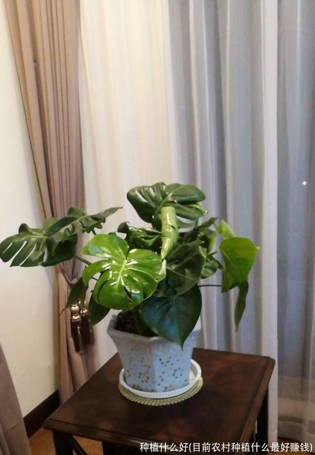 种植什么好(目前农村种植什么最好赚钱)