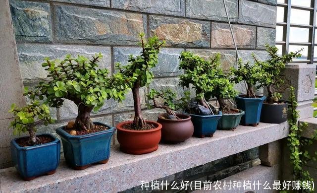 种植什么好(目前农村种植什么最好赚钱)