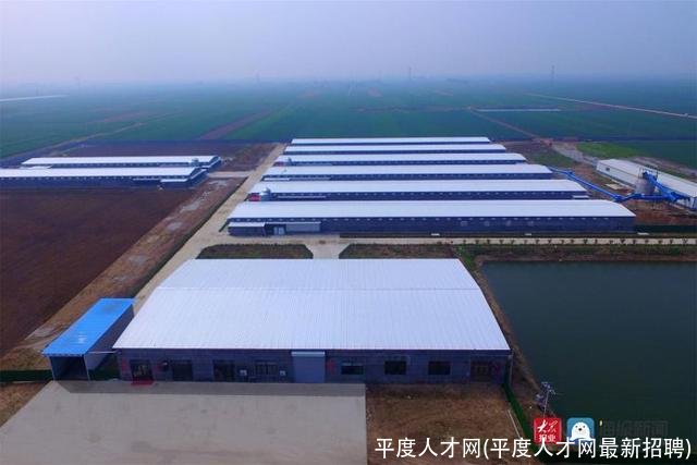 平度人才网(平度人才网最新招聘)