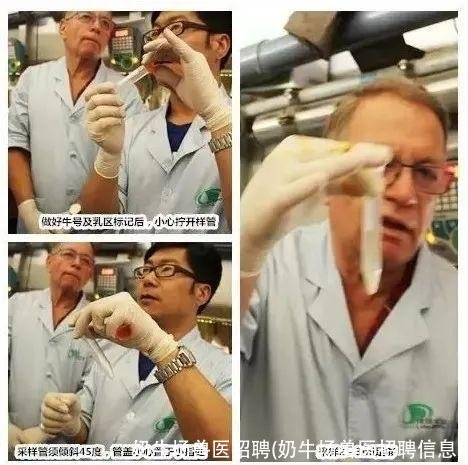 奶牛场兽医招聘(奶牛场兽医招聘信息)