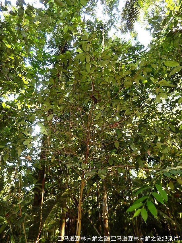 亚马逊森林未解之谜(亚马逊森林未解之谜纪录片)