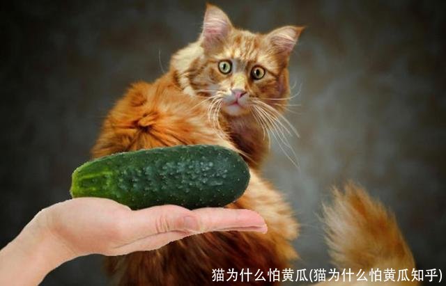 猫为什么怕黄瓜(猫为什么怕黄瓜知乎)
