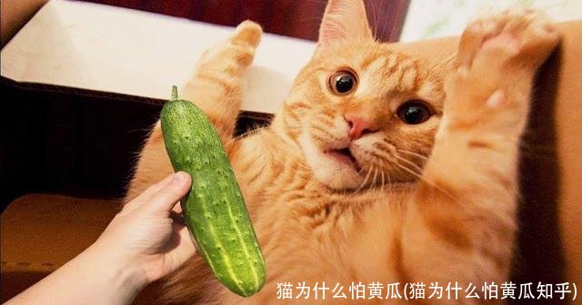 猫为什么怕黄瓜(猫为什么怕黄瓜知乎)