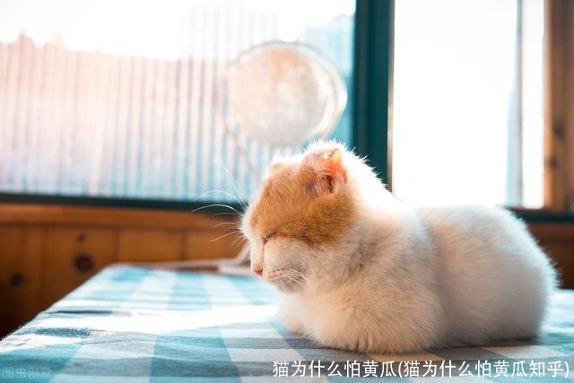 猫为什么怕黄瓜(猫为什么怕黄瓜知乎)
