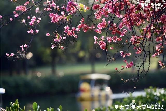 夏天美(夏天美甲2022)