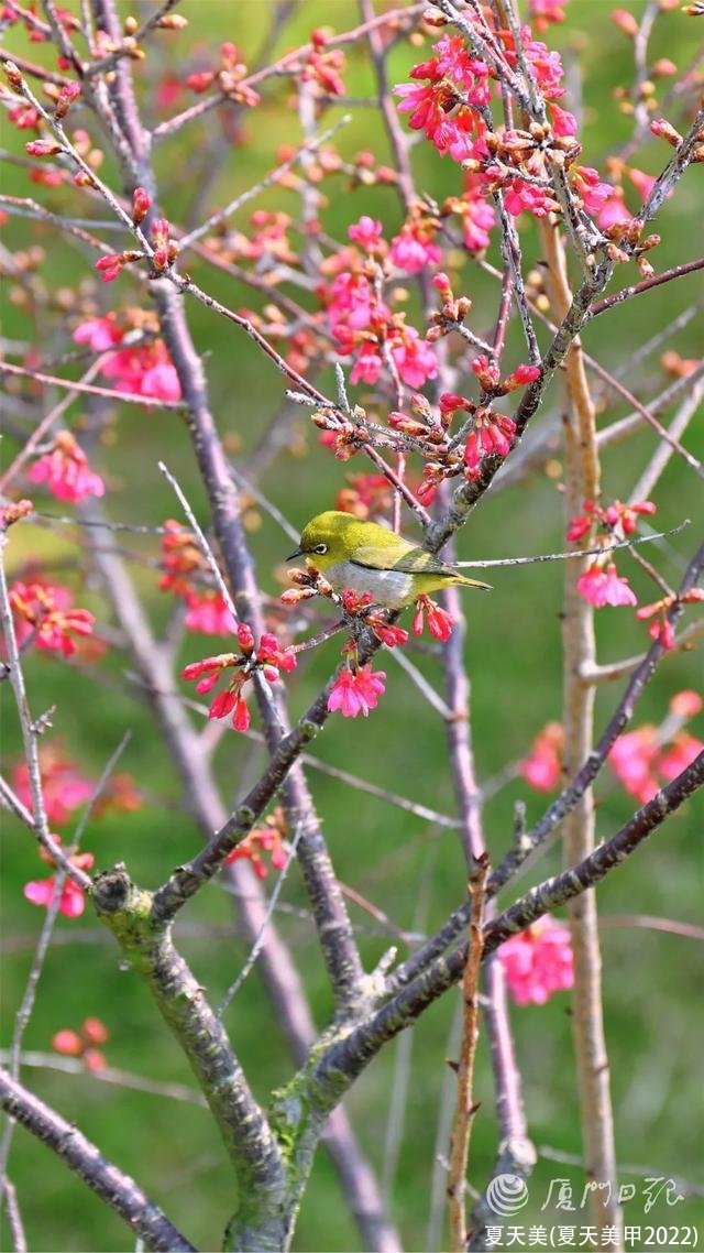 夏天美(夏天美甲2022)