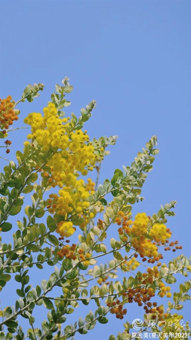 夏天美(夏天美甲2022)