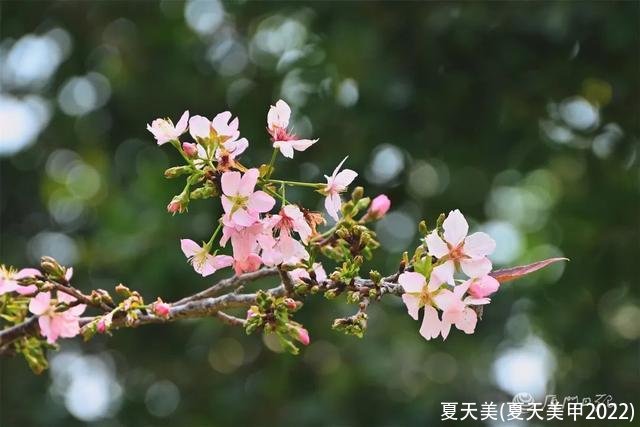 夏天美(夏天美甲2022)