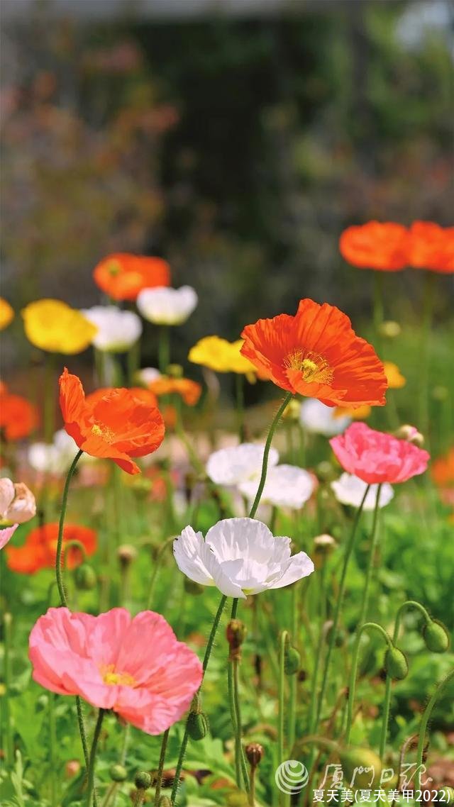 夏天美(夏天美甲2022)