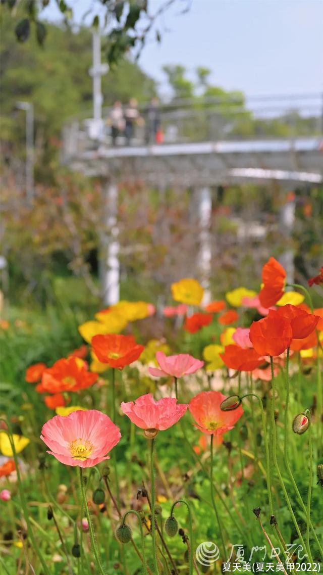 夏天美(夏天美甲2022)