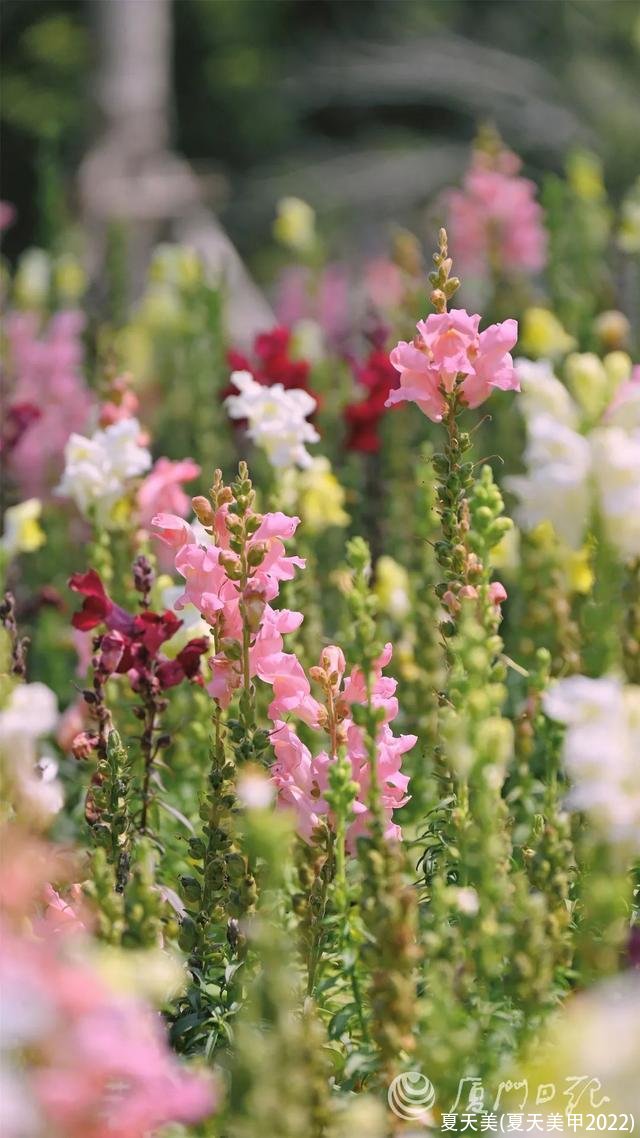 夏天美(夏天美甲2022)