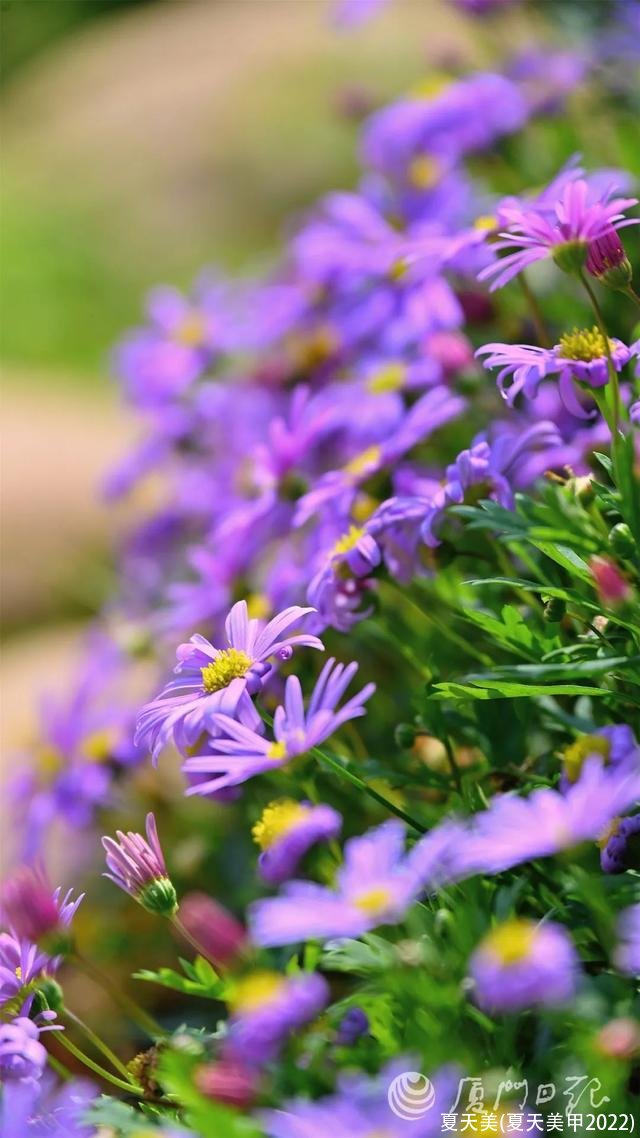 夏天美(夏天美甲2022)