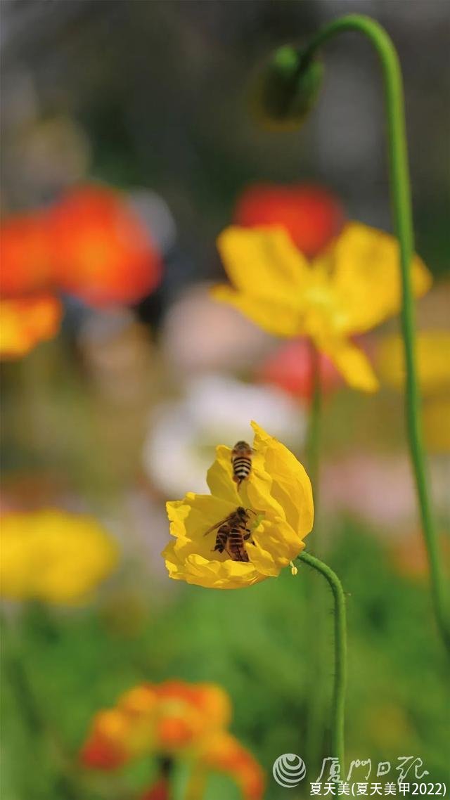 夏天美(夏天美甲2022)