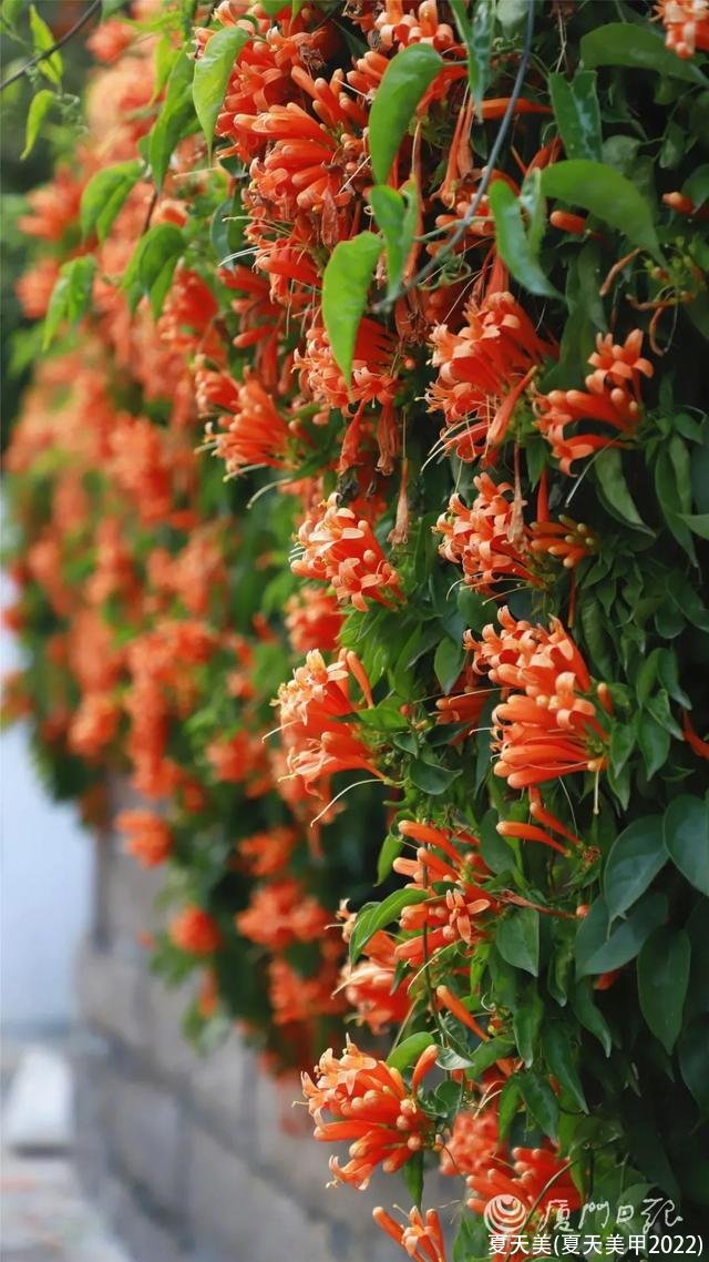 夏天美(夏天美甲2022)