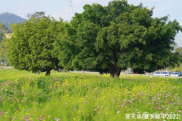 夏天美(夏天美甲2022)