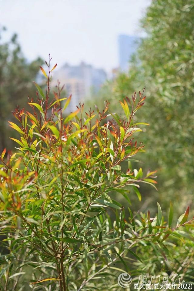 夏天美(夏天美甲2022)