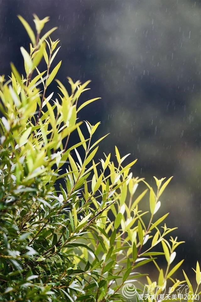 夏天美(夏天美甲2022)