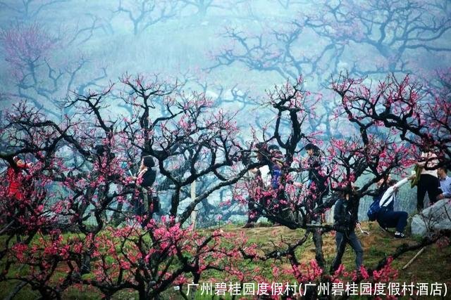 广州碧桂园度假村(广州碧桂园度假村酒店)