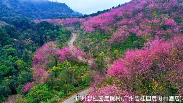 广州碧桂园度假村(广州碧桂园度假村酒店)