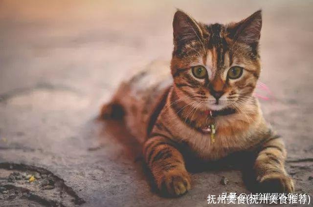 抚州美食(抚州美食推荐)