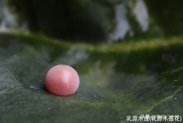 乳源木莲(乳源木莲花)