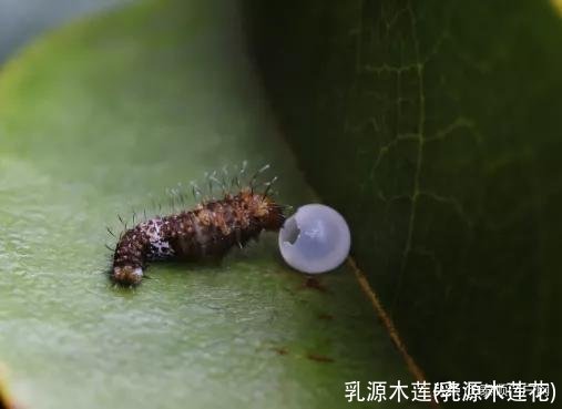 乳源木莲(乳源木莲花)